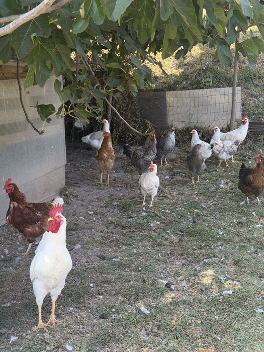 frangos caseiros
