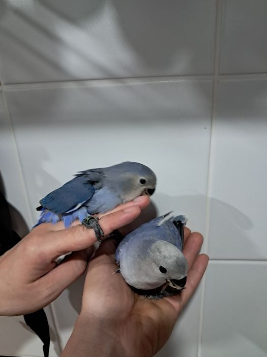 Agapornis roseicollis criados á mão