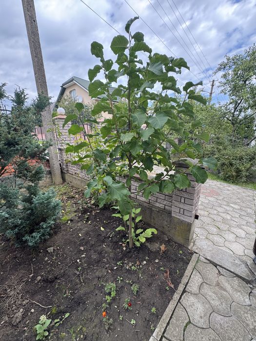 Продам Магнолію біла