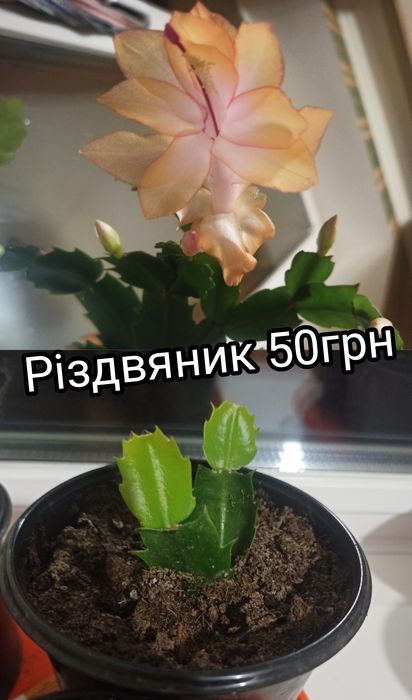 Різдвяник традесканція алое