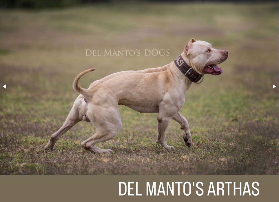 Цуценята американського пітбультер'єра ,АПБТ , Питбуль