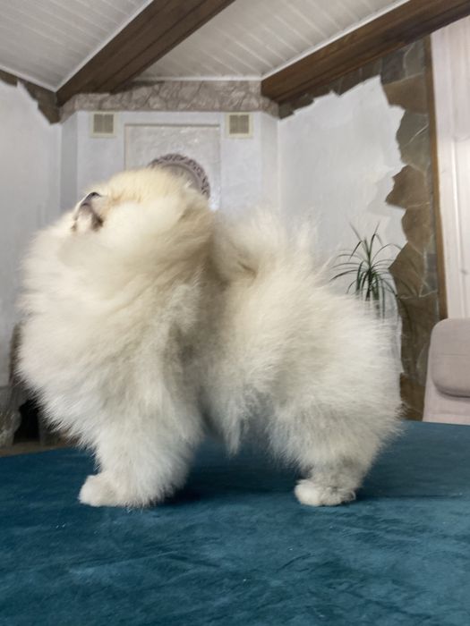 Шоу клас! Померанський шпіц. Тип ведмедик.