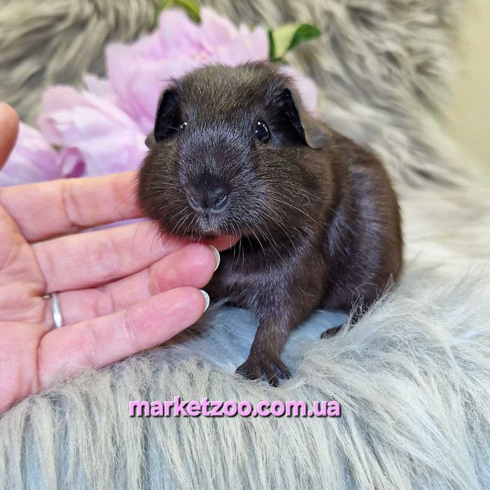 Морська свинка,морські свинки,англ. Селф, чорна, морские свинки, морск