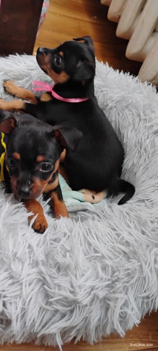 Pinczer miniaturowy . Ratler