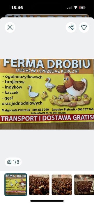Młode kury nioski
