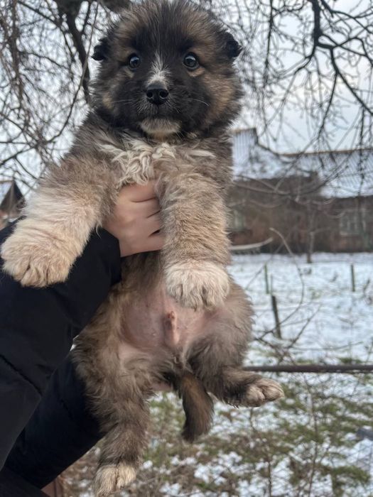 Пушистие щенки мальчики и девочки в хорошие руки