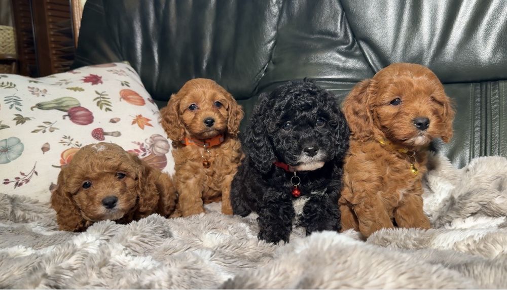 Cavapoo dostępna sunia czarna z białymi znaczeniami