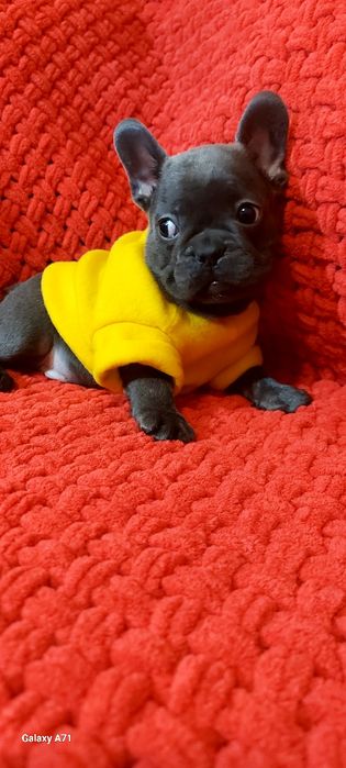 Французькі бульдоги