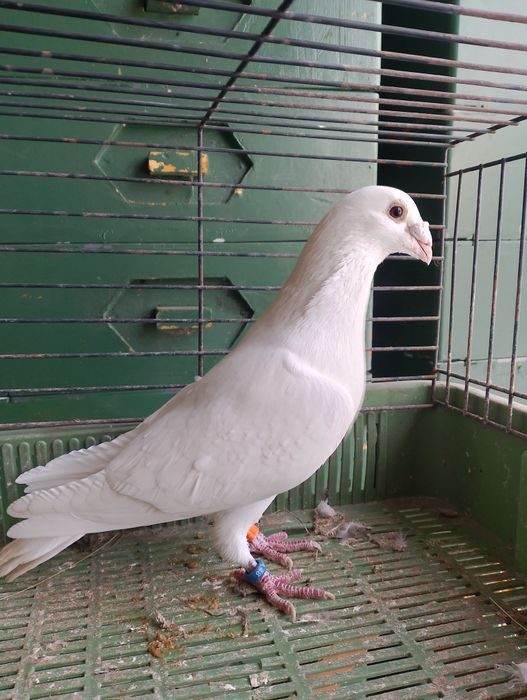 Sprzedam gołębia pocztowego samiec