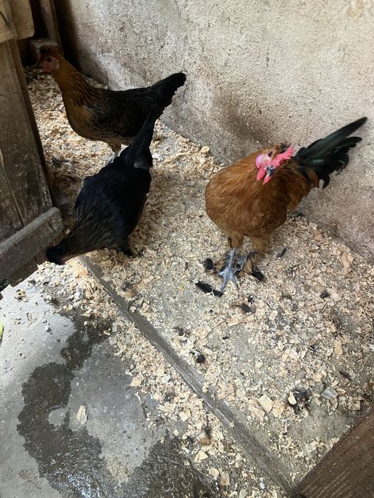 Paduanas nascidas dia 28-04-2026 muito bonitas e saudaveis o macho já canta vendo o trio por 20€ cada uma!