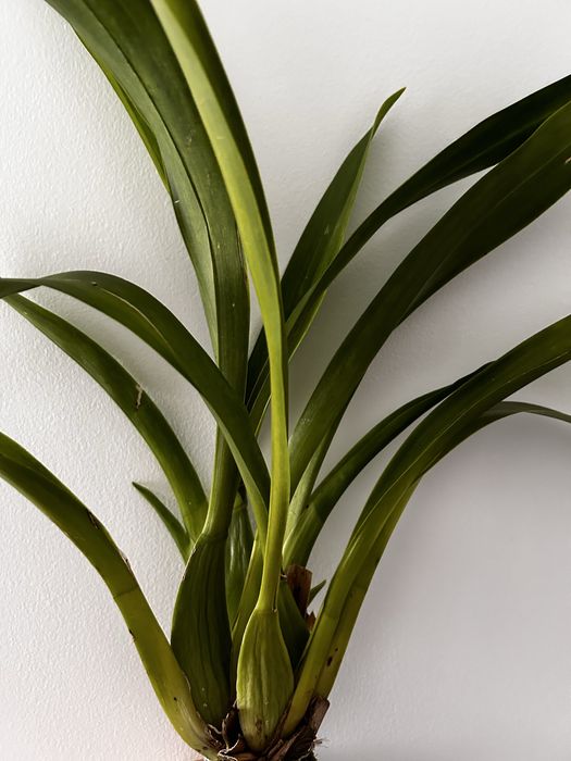 Orquidea Cambria mix