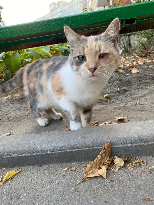 Кошка девочка трехцветная серая персиковая белая