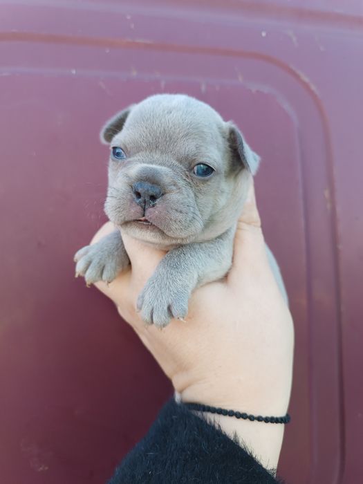 Блакитні,чорні,мармур,білі,шоколадні,різного забарвлення,на любий смак
