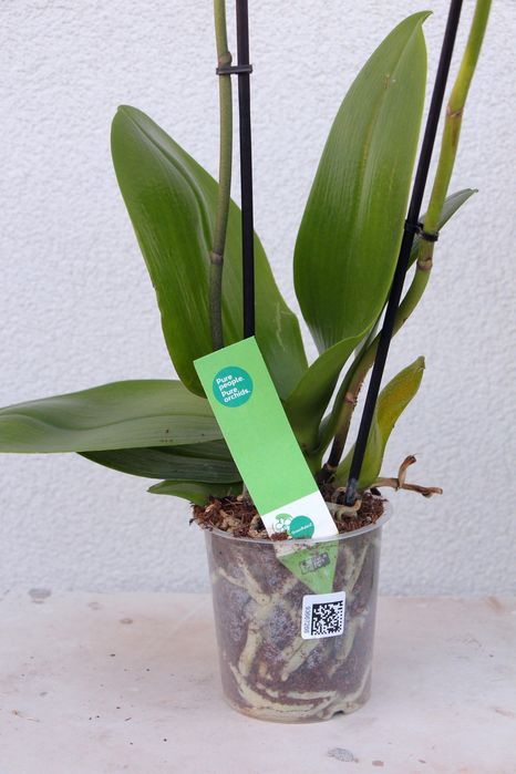 Орхідея фаленопсис темно-малинова