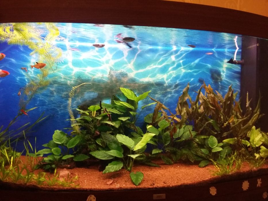 Продам аквариум Ювель вижион 260 с тумбой