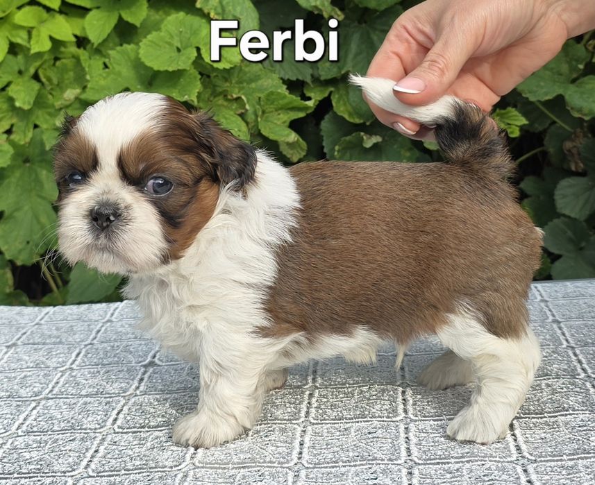 Piesek Shih tzu ZKWP