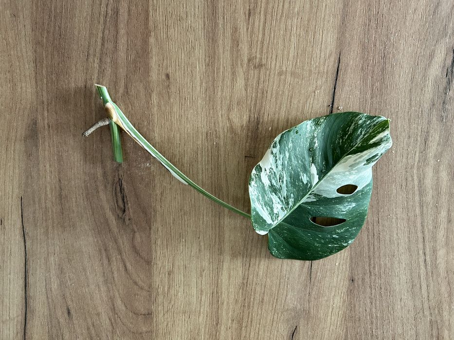 monstera szczepki - Dom i Ogrd - wszystko dla domu | OLX
