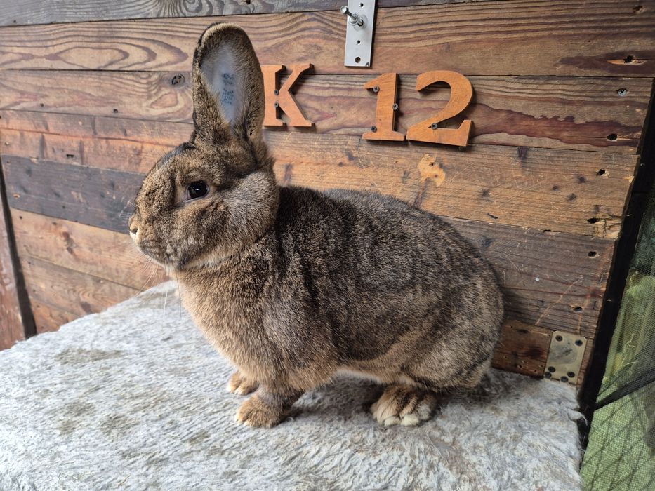 Królik Wiedeński Szary samica WS