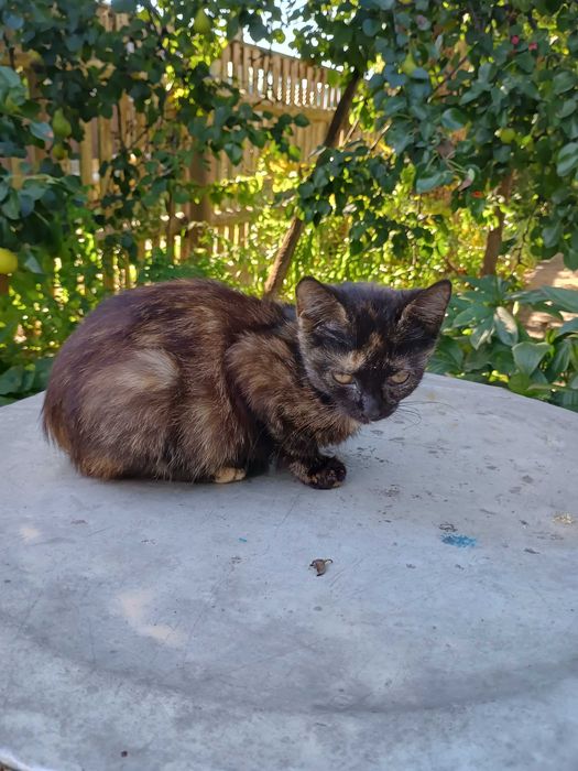 Кошеня темне плямисте дівчинка 9 міс в добрі руки