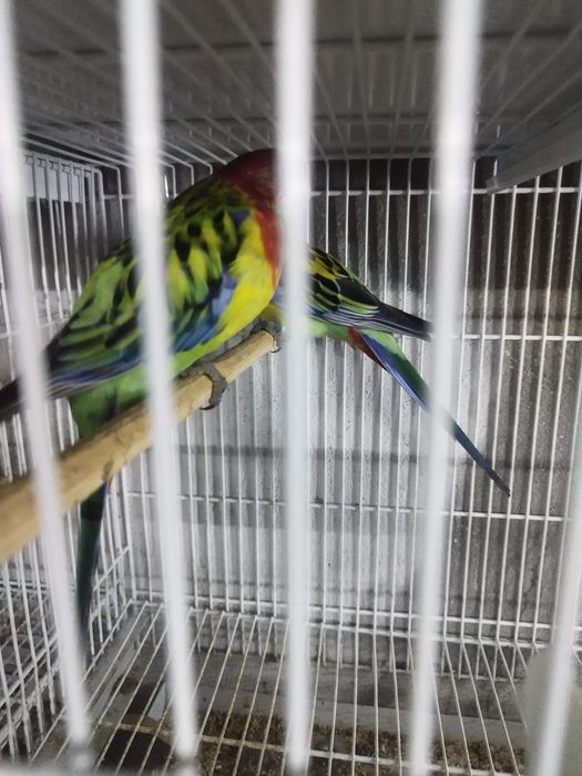 Várias aves disponíveis