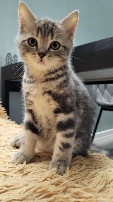 Кошеня шотландське