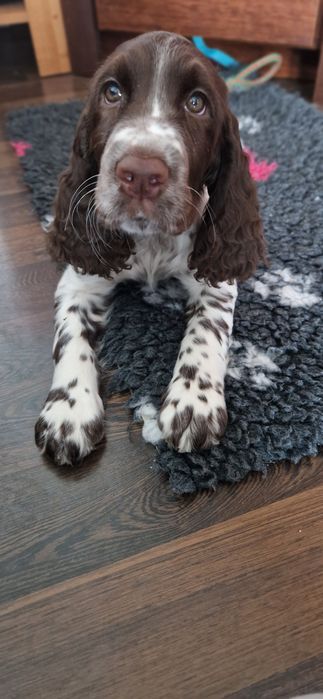 Springer Spaniel Angielski