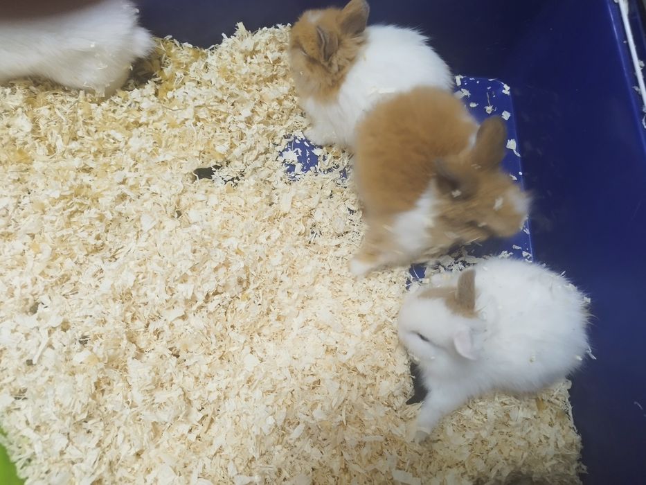 Coelho Anão com 2 meses