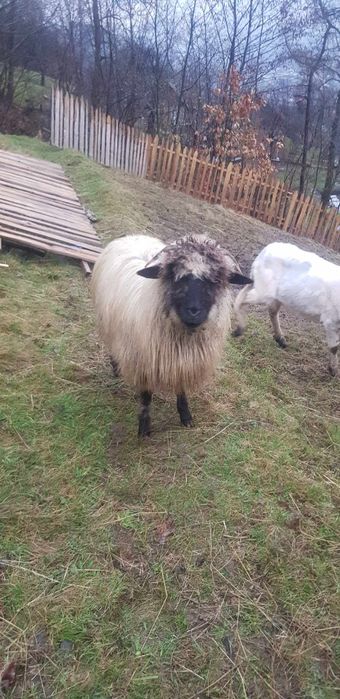 Вівці барани вівці