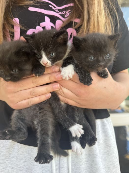Котики гарненькі розумні