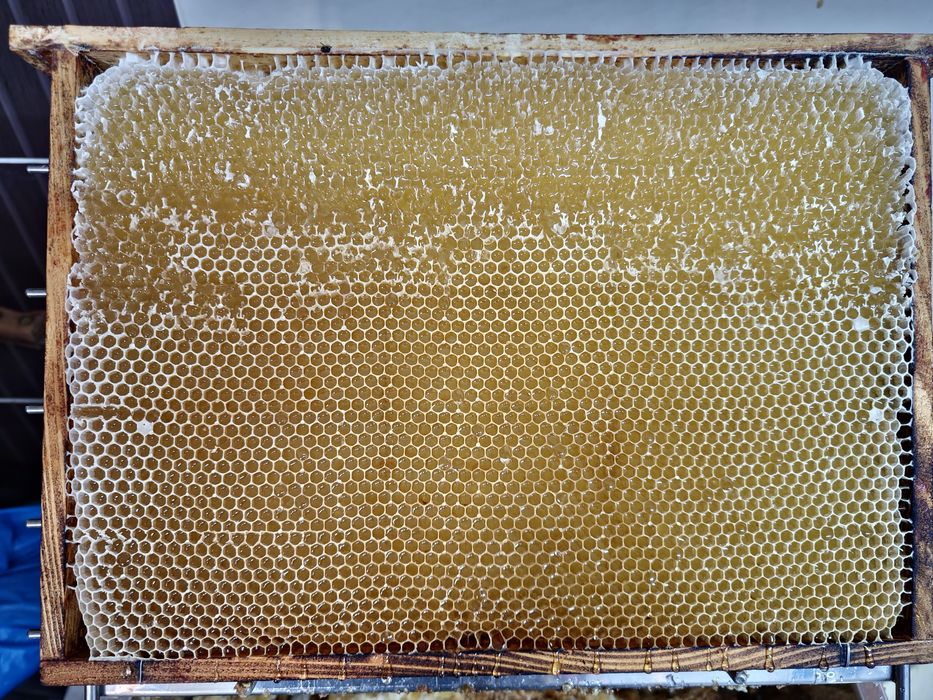 Miód z własnej pasieki