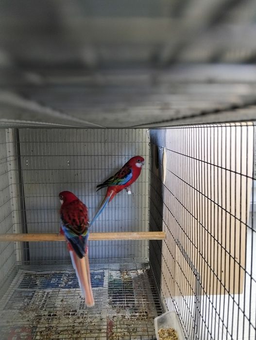 Casal adulto roselas