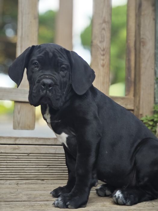 Cane corso italiano - Cachorro preto