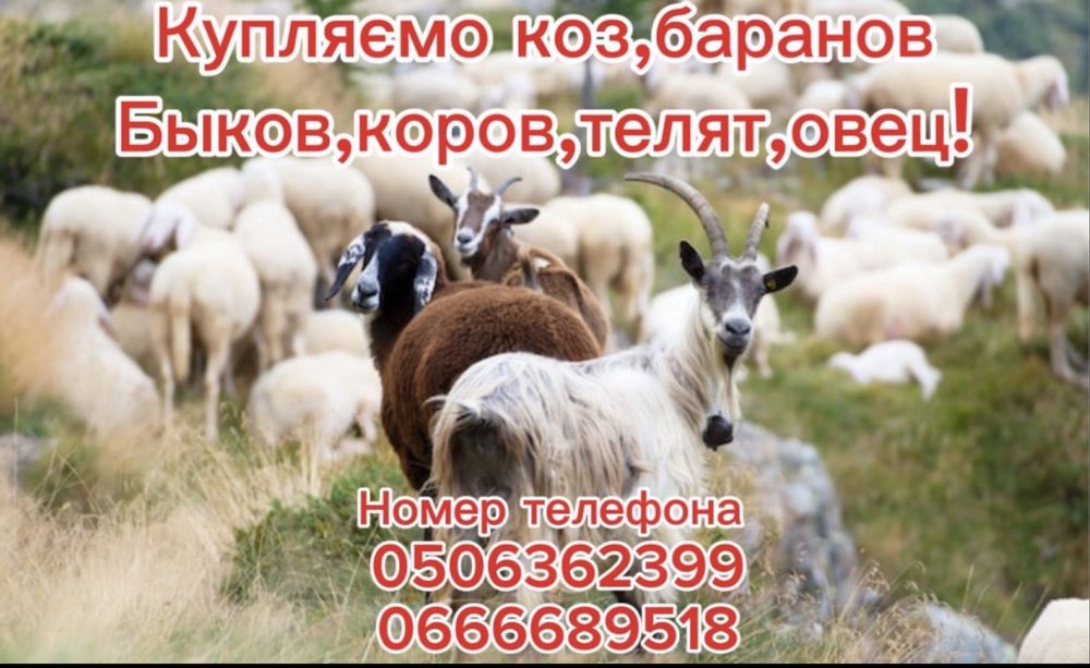 Кози, барани, цапи, корови, телиці, бики,