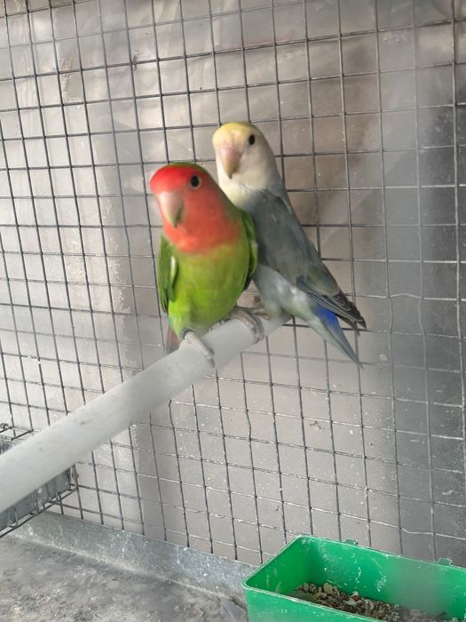 Agapórnis casal novo disponível