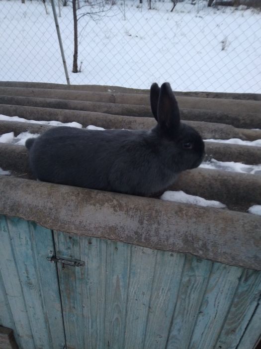 Продам  кролі є самці і самиці