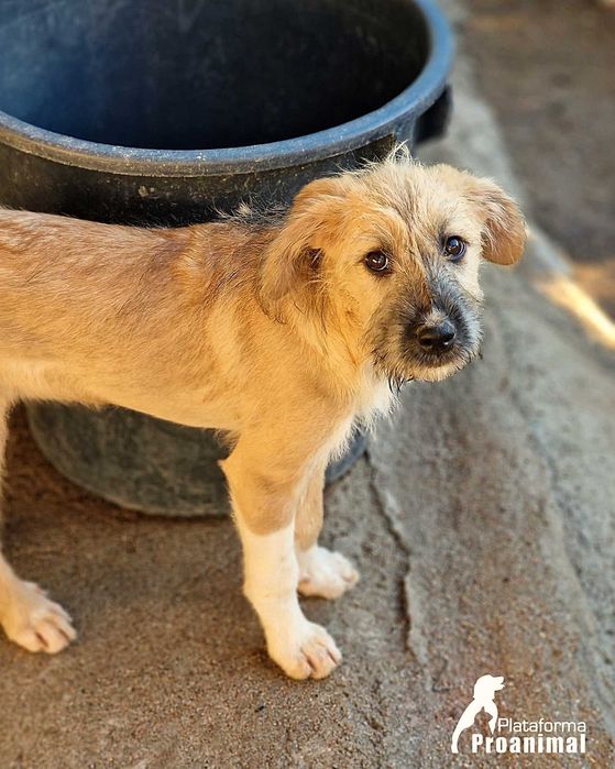 TUFINHA - Cadelinha bebe para adoção!