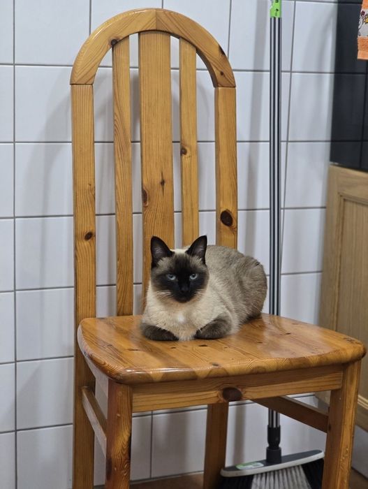 Gatinha Siamês para Adoção Responsável