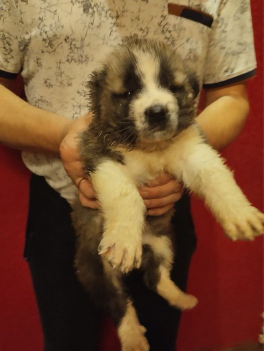 Продам цуценят Алабая