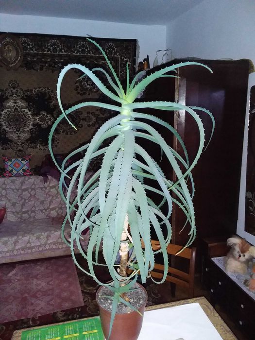 Алоє на ліки 15 років.