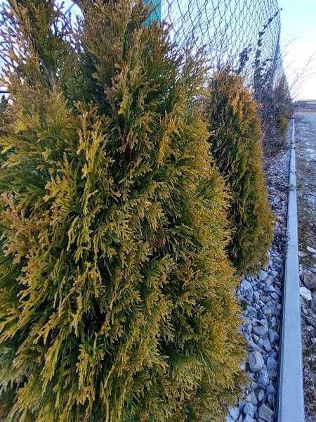 TUJA szmaragd zielona , oraz GOLD, kopana z gruntu