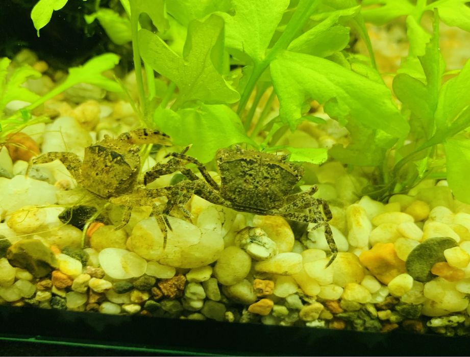 Krab wodny Mekhong thelphusa - Mini krab