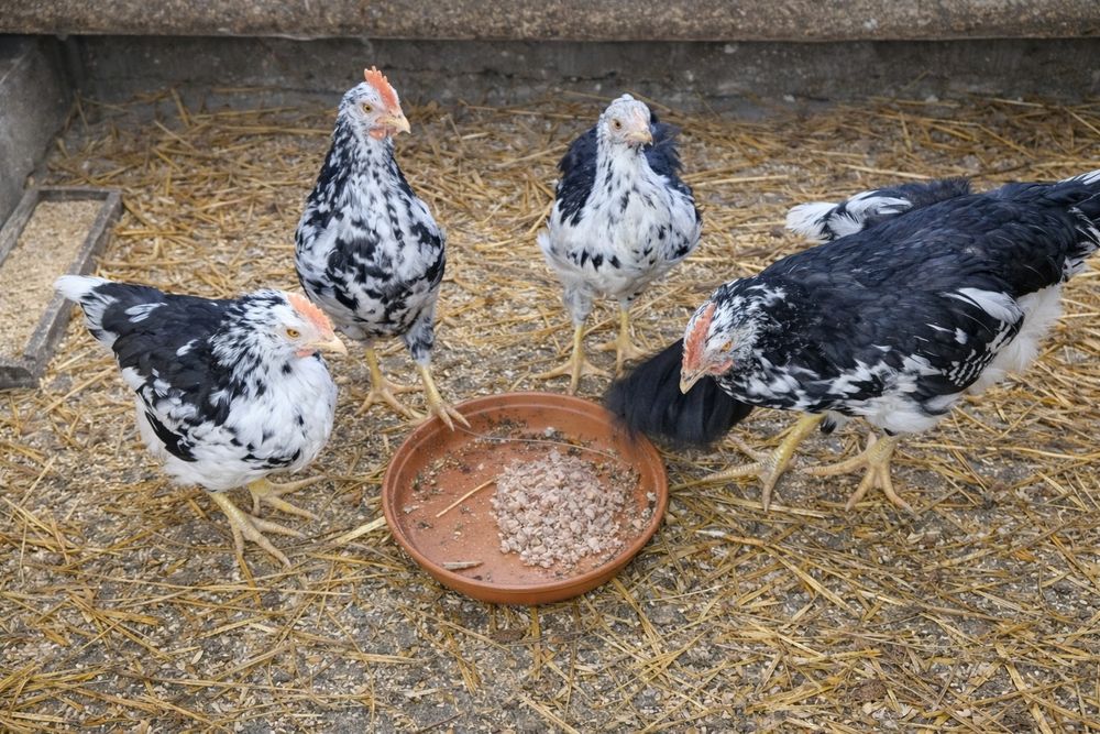 Tęczanka Czernichowska kogut, kura, para