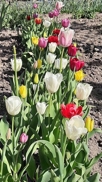 Цибулини  тюльпанів