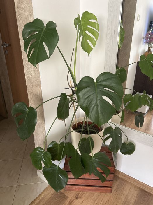 Monstera duza kwiat doniczka