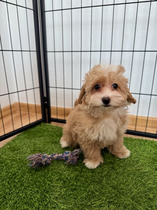 Maltipoo    Ciemna, maluteńka  sunia   ZAREZERWOWANA