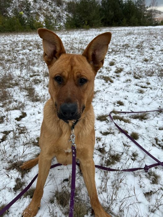 Wesoły i młody Scooby- adoptuj