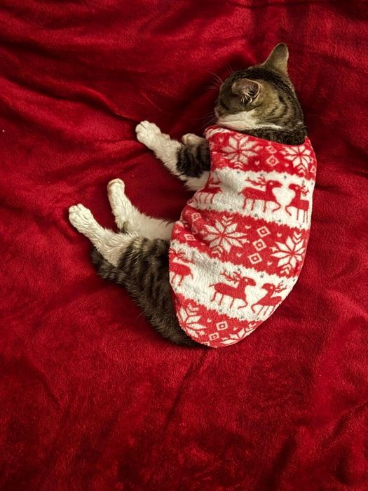 Приезжайте в приют выбирать котика