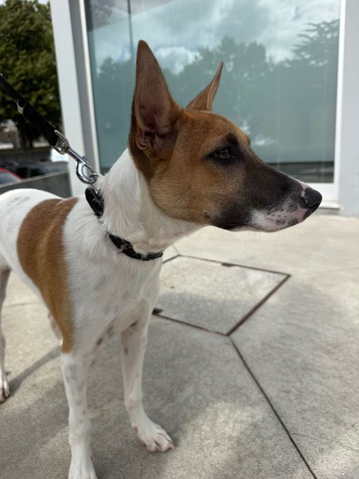 Cão bebé para adoção responsável