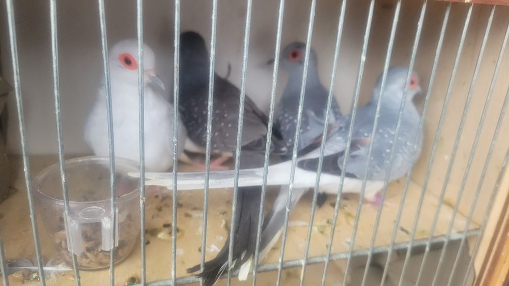 Gołąbki diamentowe