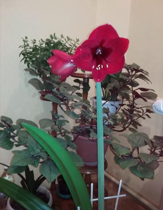 Гіпеаструм червоний